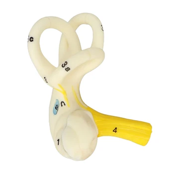 Анатомическая модел полукруглого канал на ухото Лабиринтная модел на вътрешното ухо Модел на структура на охлюв Медицински модул за Обучение дисплей за проучване
